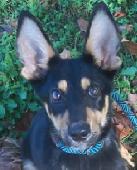 Lola